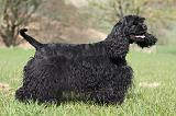COCKER AMERICAIN 026